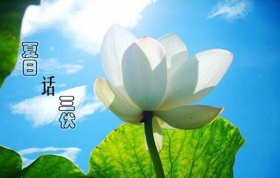 2018年头伏:7.17-7.26